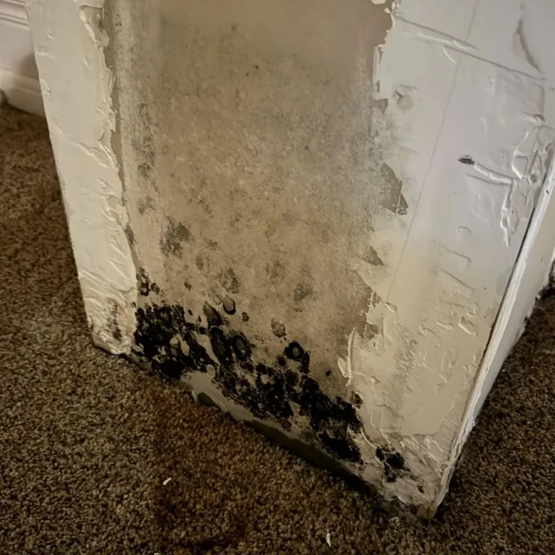 Professional Mold Removal in New Augusta, MS
